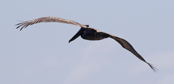 Brown Pelican